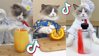That Little Puff | Cats Make Food  | Kitty God & Others | TikTok 2024 Pt.91