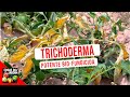 CONOCE AL FUNGICIDA BIOLOGICO MAS PODEROSO - TRICHODERMAS COMO USAR - BENEFICIOS - TIFI