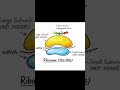 Ribosome Diagram 🔬 | Protein Factory of Cell | BSc 1st Year 2026