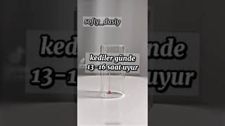 Kediler Hakkında Bilgiler