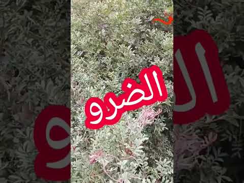 هذا هو الضرو لي تحدى الأطباء وتحدى جميع الأعشاب في علاج القولون وألم المعدة والحرقة دخلو تشوفو