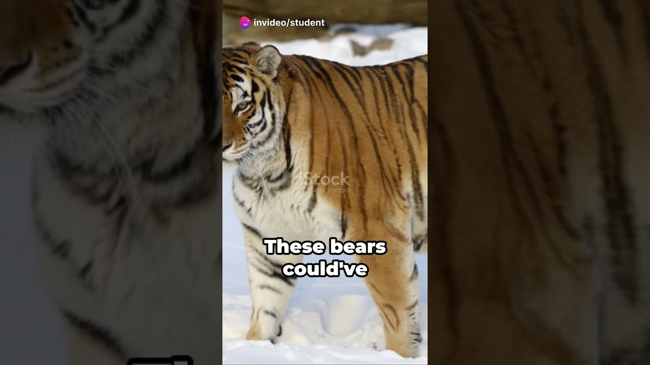 Do Siberian Tigers Really Hunt Bears 🤔💭