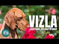 Vizsla Dog Breed Information - Are the Vizsla Affectionate as they are Protective? | Dogs 101-Vizsla