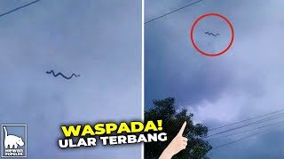 Tak Disangka Ular Ini Mampu Terbang Meski Tidak Memiliki Sayap
