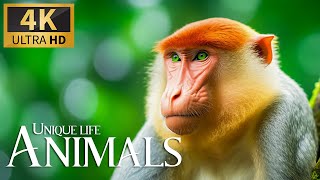 Unique Life Animals 4K 🐾 Relaxing Safari Wildlife Film With Piano Music, Real Sound & Nature Movie