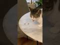 Yummy #subscribe #viralshort #trending #cat #pets #cute #treats #life #dog #nature #animallife