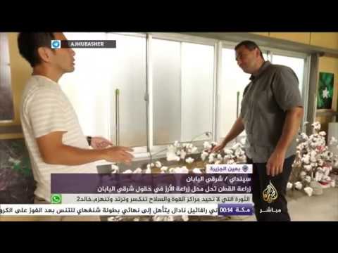زراعة القطن تحل محل زراعة الأرز في حقول شرقي اليابان