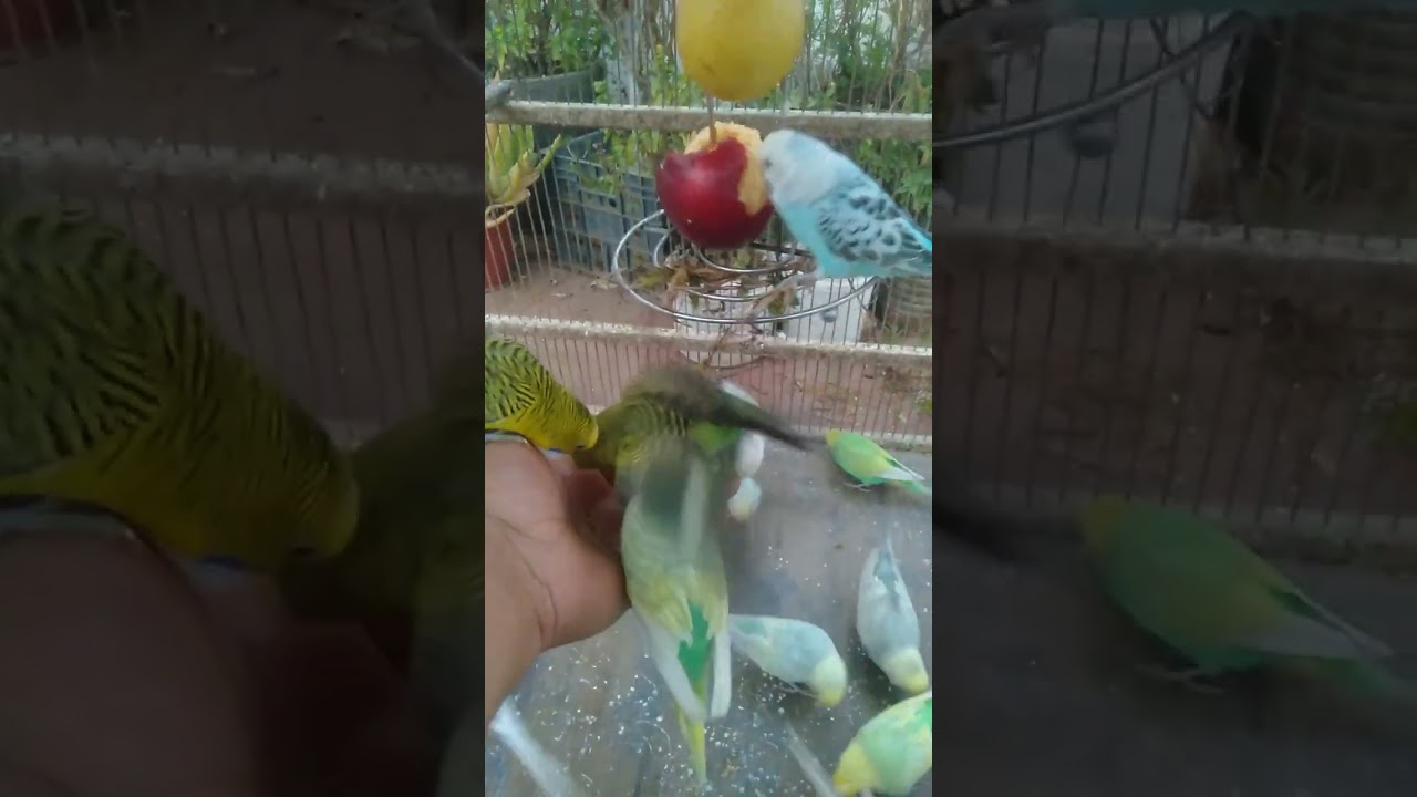 🌟 Shiny Budgie Feathers 🐤💖 