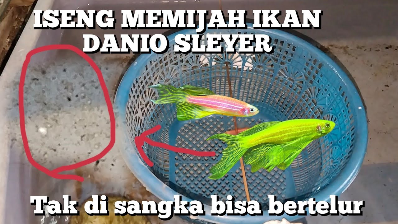 ISENG MEMIJAH IKAN DANIO SLEYER /KUMPAY BUTERFLY ‼️ GAK nyangka bisa bertelur