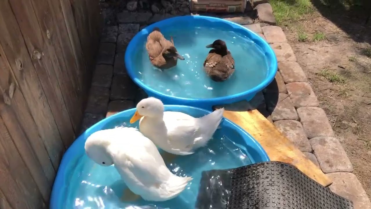 Duck and human pools