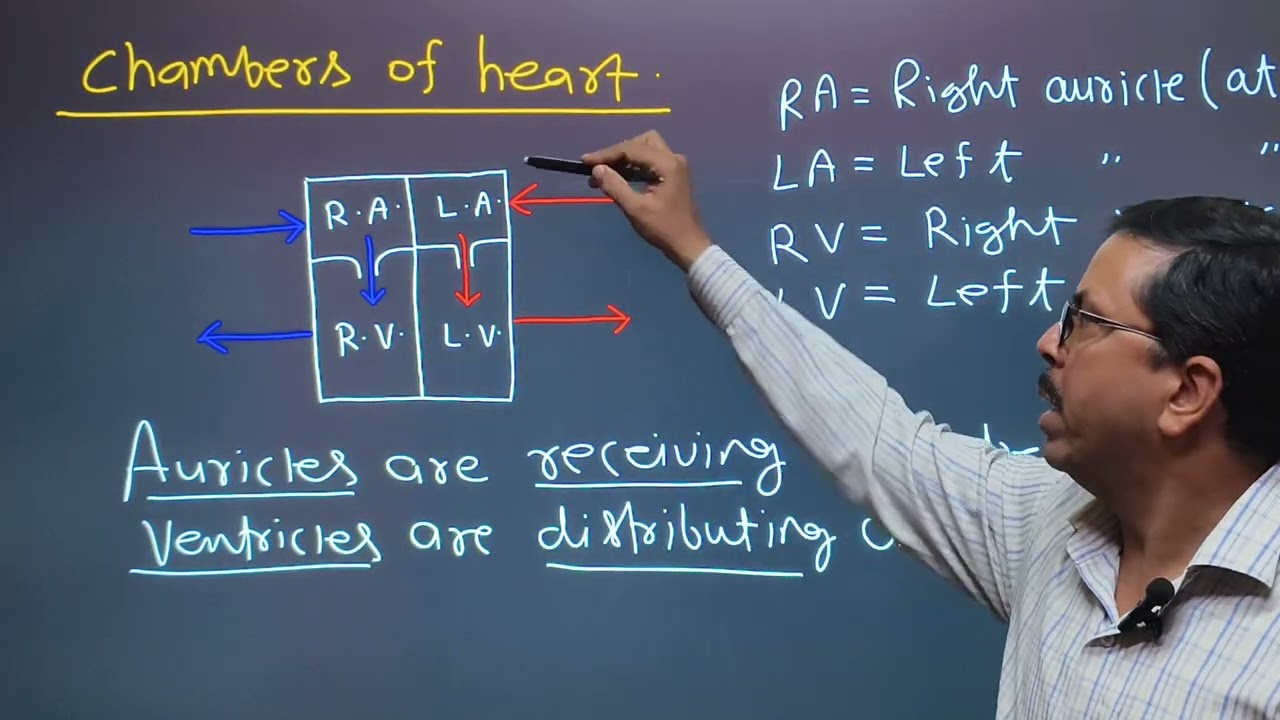 Class 6 ICSE ll Circulatory System ||Double circulation ll Lecture 3 