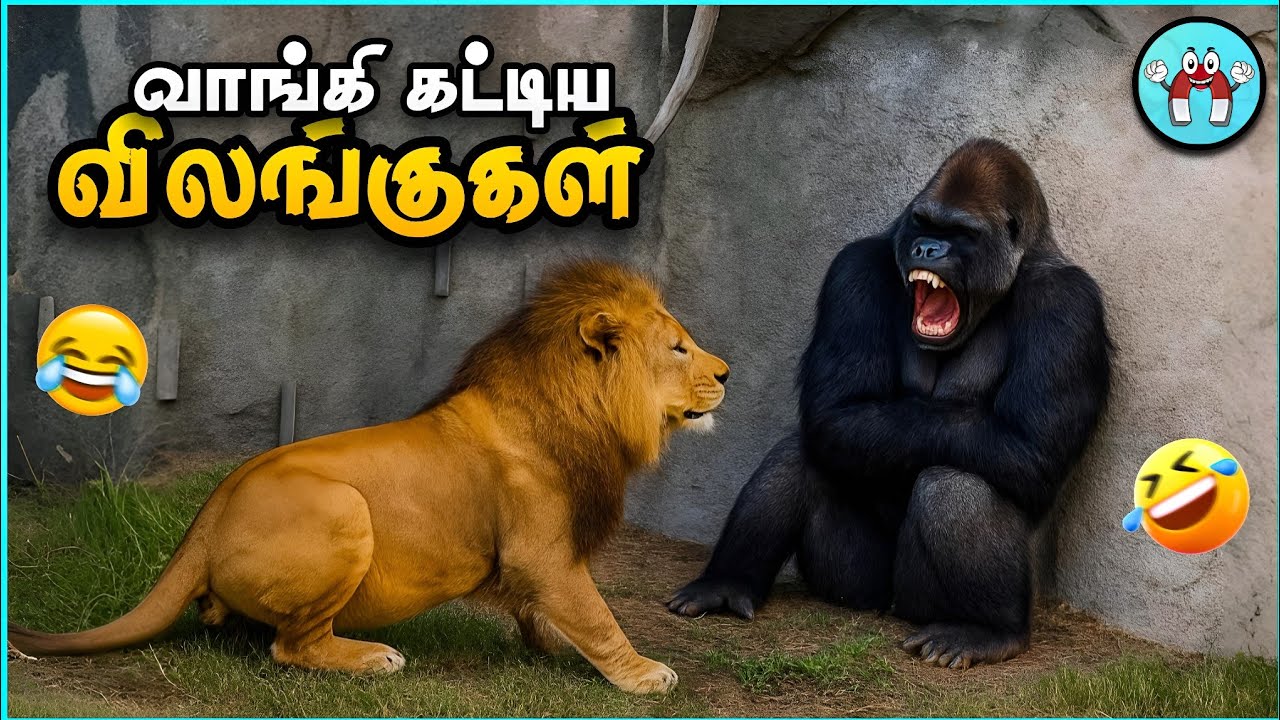 வம்பிழுத்து அடிவாங்கிய விலங்குகள் | Dumb Animal Fights | The Magnet Facts