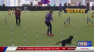 Meet Miles, a local dog that competed in the Westminster Dog Show this past week