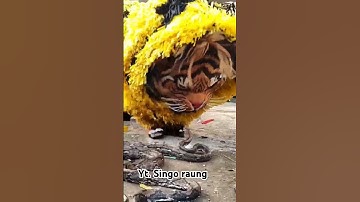 Can macanan singo raung vs ular piton