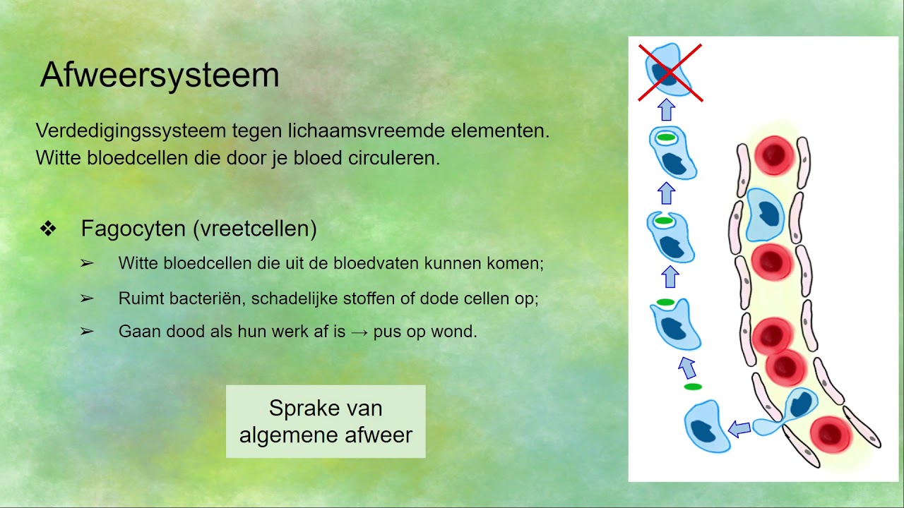 Werking van het afweersysteem: fagocyten en lymfocyten - YouTube