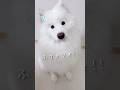 【上級編】キッチン横にかわい子ちゃんが現れた！ #サモエド #samoyed #癒し