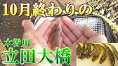 木曽川でしじみ狩り 立田大橋下流 ５月２４日 Youtube