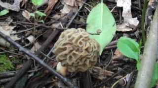 More Morels and where to look Wealth