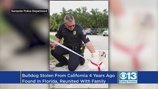 A bulldog stolen from california four years ago has been reunited with
her family after pair of burglary suspects were arrested in florida.
katie johnston ...