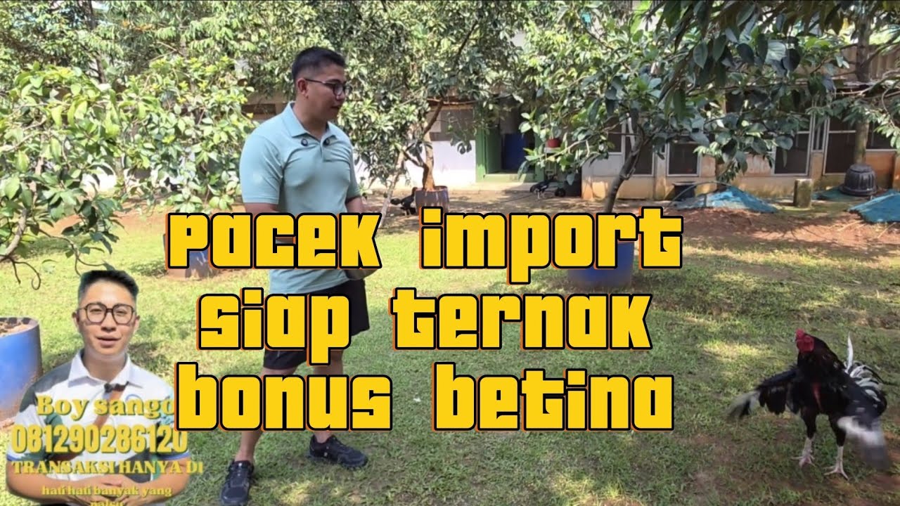 PACEK IMPORT SIAP DI TERNAK BONUS BETINA