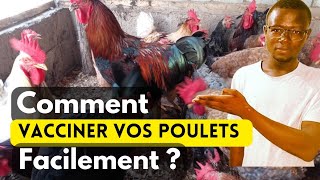 Comment Vacciner Vos Poulets Facilement ?