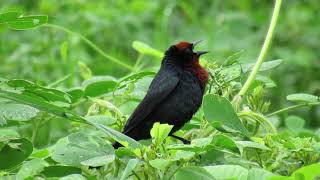 Canto do garibaldi (casaca)  Crhysomus ruficapillus (Chestnutcapped Blackbird) 4K