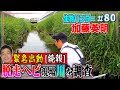 【続報】脱走した３.５ｍニシキヘビ・川と暗きょを徹底捜索≫生物ハンター加藤英明、川を探します。