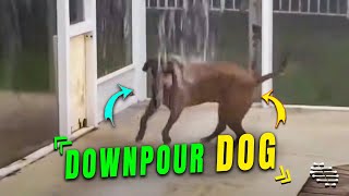 Dog Enjoying the Downpour