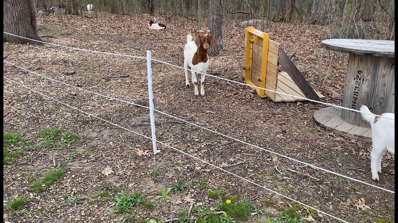 Easy Electric Fencing Solutions For Goats 