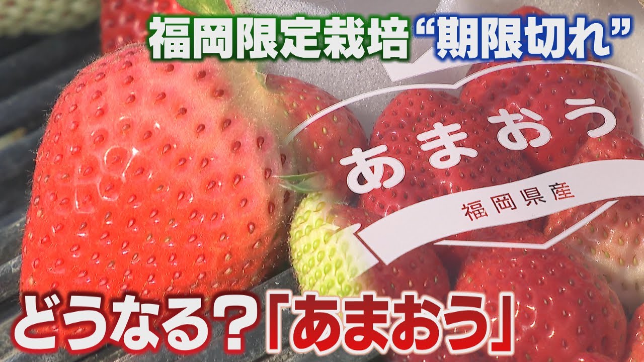 Breeder's rights for the luxury strawberry variety 