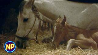 A Horse Gives Birth While Being Moved on a Train | Running Free