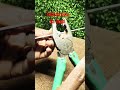 DIY Mini tochan King का मजबूत Excel कैसे बनाएं? #mini #diyproject #tochanking