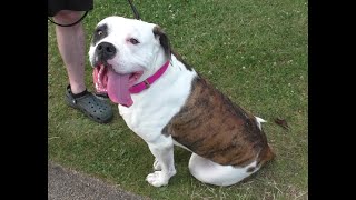 I Meet Buffy the 2 Year Old American Bullgog in Victoria Park Belfast