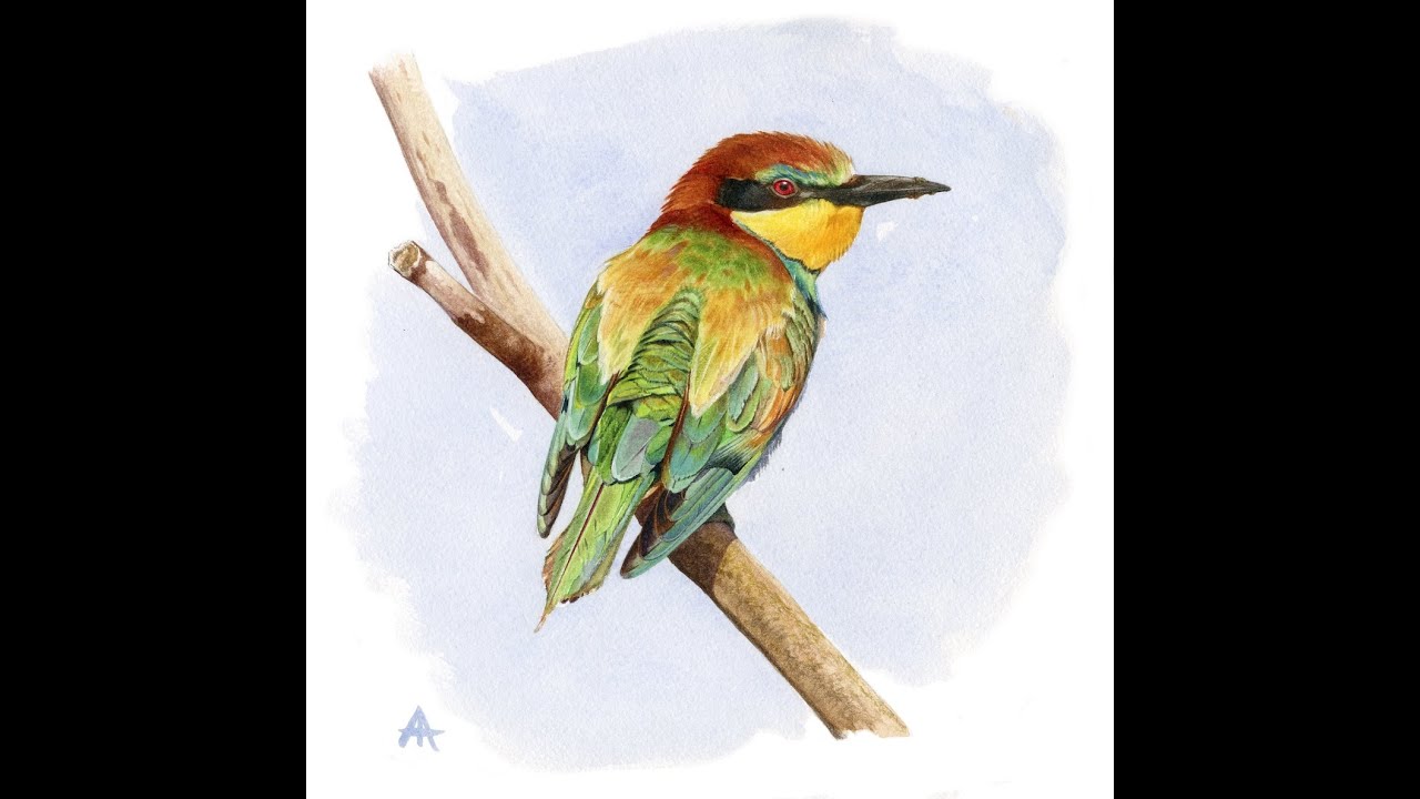 Il taccuino naturalistico: natura disegnata, dipinta e raccontata