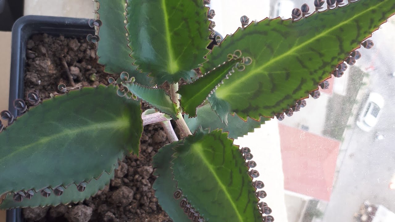 Kalanxoepinata gulunun qullugi ve coxaldilmasiKalanxoe gulu haqqinda#aşkingözyaşi#каланxoe#kesfet#