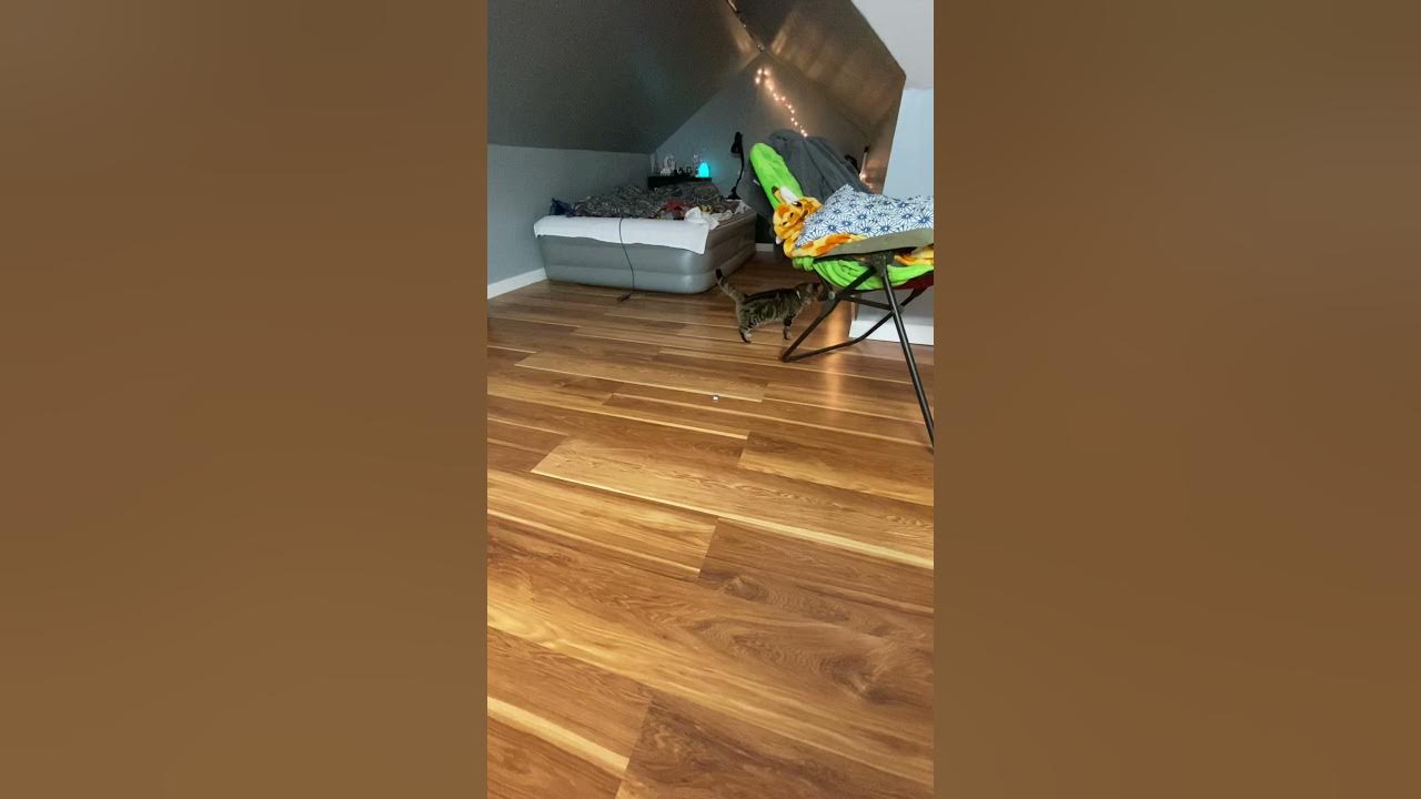 Why do cats steal things? YouTube