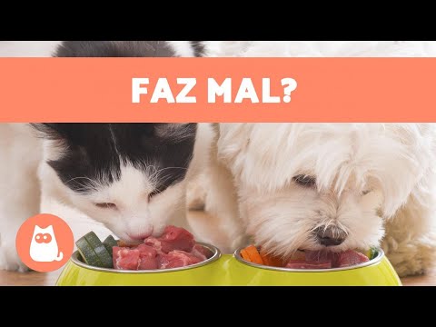 Vídeo: As Diferenças Entre Comida De Gato E Comida De Cachorro