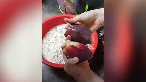 Bắp chuối sứ, chuối hột và chuối rừng khác nhau như thế nào?