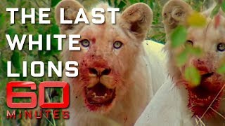 Saving the Last White Lions on Earth | 60 Minutes Australia