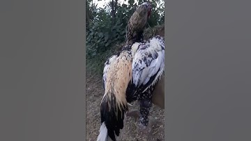 Java aseel rooster #shortvideo #shorts #pets