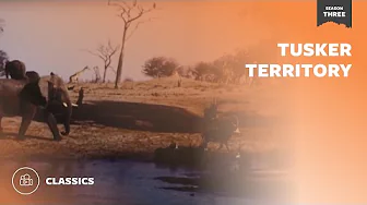 Tusker Territory