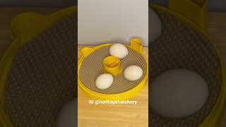 Hatching Chicks - Day 18 is Lockdown where you prepare the chicken eggs to hatch!