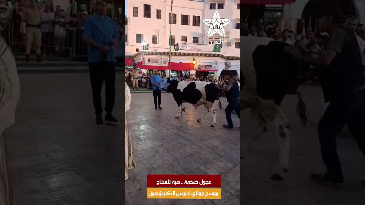 عجول ضخمة .. هبة لافتتاح موسم مولاي إدريس الأكبر بزرهون وسط أجواء تراثية مميزة