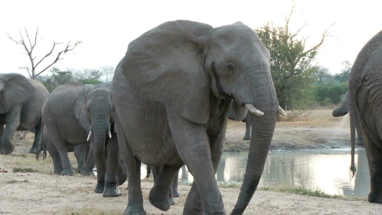 It’s World Elephant Day and Major Tech Companies Are Trying to Stop Trafficking of Wildlife Online