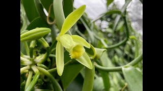 How to Hand Pollinate a Vanilla Bean Orchid by VanillaPura - April 2022 With Our Hawaiian Farmer