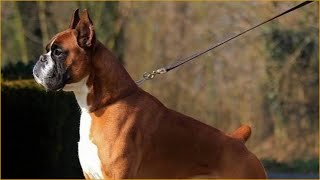 Boxer Dog videos compilation 2020  Animal story by Animal Story 46 views 3 years ago 4 minutes, 31 seconds