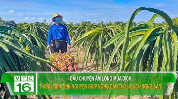 CÂU CHUYỆN ẤM LÒNG MÙA DỊCH: Thanh tiên tình nguyện giúp nông dân thu hoạch nông sản