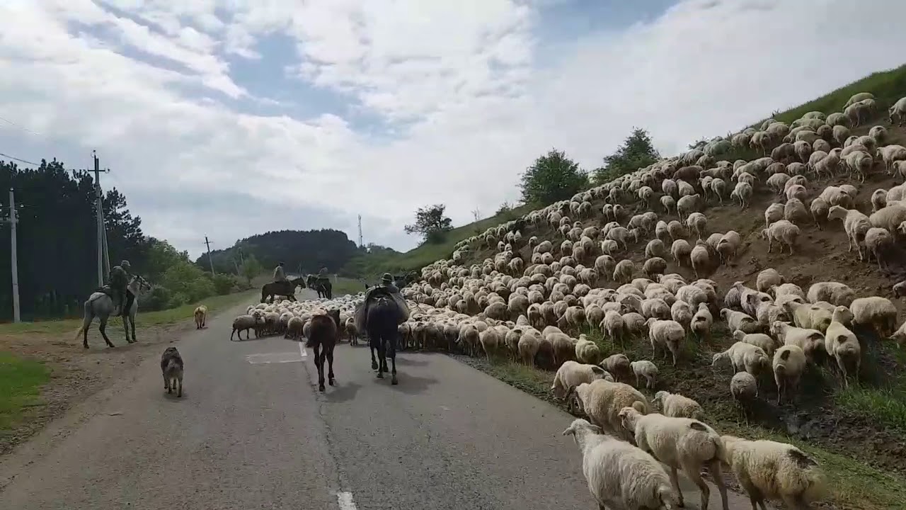 Грузия цалка на Грузия цалка на