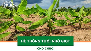 Hệ thống tưới nhỏ giọt cho chuối | Nông nghiệp xanh