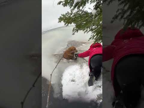 Family Rescues Dog Stuck in Frozen Lake